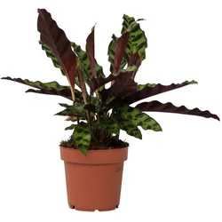 Plant in a Box Korbmarante - Calathea lancifolia Höhe 30-40cm