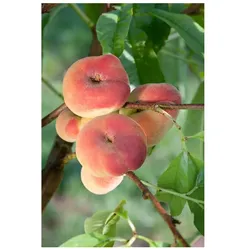 Prunus persica 'Tito', Pfirsichbaum, 150–200 cm, saftig-süß