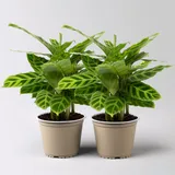 Bloomique Calathea Orbifolia Topf-Ø 14cm, Höhe ca. 50cm