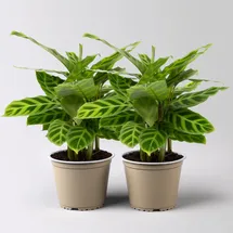 Bloomique Calathea Orbifolia Topf-Ø 14cm, Höhe ca. 50cm