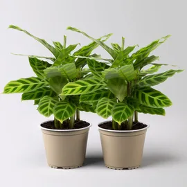 Bloomique Calathea Orbifolia Topf-Ø 14cm, Höhe ca. 50cm