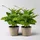 Bloomique Calathea Orbifolia Topf-Ø 14cm, Höhe ca. 50cm