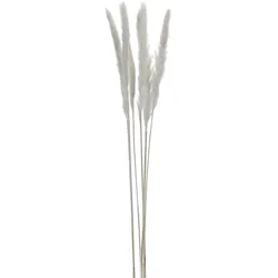 Trockenblume PAMPASGRAS weiß