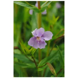 Mimulus ringens, Sumpf-Schlüsselblume, violett, ca. 9x9 cm Topf