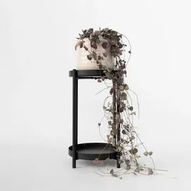 Plant in a Box - Leuchterblume - Ceropegia linearis Woodii - Höhe 20-30cm