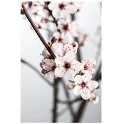 Prunus cistena, Blutpflaume, dunkelrot, 60–80 cm