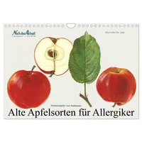 Calvendo Alte Apfelsorten für Allergiker (Wandkalender 2026 DIN A4