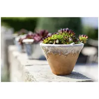 Pflanzen Für Dich Sempervivum calcareum 'Mrs Giuseppi' ca. 9x9