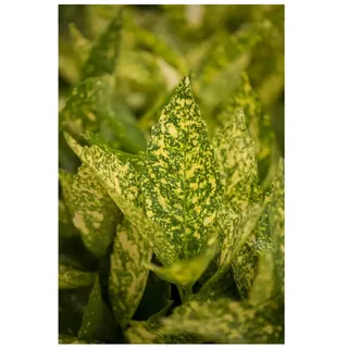 Pflanzen Für Dich Aucuba japonica 'Variegata', Japanische Aukube, buntes Laub, 40–60 cm