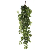 Mica decorations - Mica Künstliche Fittonia Hängend Grün 80 X 30 X 15 Cm Kunstpflanzen