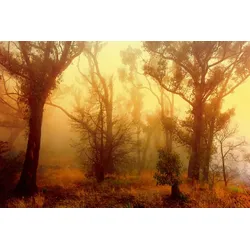 Fototapete PAPERMOON "Wald", bunt, B:3,50m L:2,60m, Vlies, Tapeten