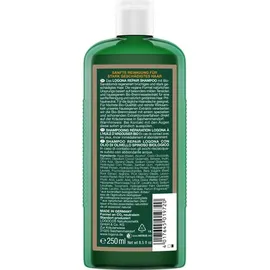 Logona Repair & Pflege Shampoo Bio-Sanddorn 250 ml