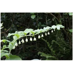 Polygonatum odoratum, Duftender Salomonssiegel, ca. 9x9 cm Topf