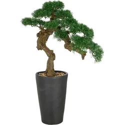 Kunstbonsai CREATIV GREEN "Bonsai Zeder", grün, B:60cm H:80cm, Kunststoff, Kunstpflanzen, im besonderen Pflanzgefäß