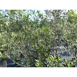 grünwaren gruenwaren jakubik Olive "Angebot" 150 - 180 cm, beste Qualität, winterhart, Olea Europaea