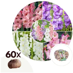 Plant in a Box - Gladiolen - 60 Stk - Gladiolus Pastel Mix - Blumenzwiebeln - Mehrfarbig