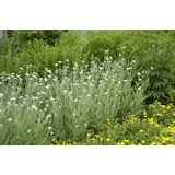 PlantaPro Achillea millefolium 9x9 cm Topf – Winterhart, Mehrjährig, Pflegeleicht – Schafgarbe – Staude für Beet & Rabatte