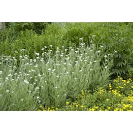 PlantaPro Achillea millefolium 9x9 cm Topf – Winterhart, Mehrjährig, Pflegeleicht – Schafgarbe – Staude für Beet & Rabatte