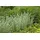 PlantaPro Achillea millefolium 9x9 cm Topf – Winterhart, Mehrjährig, Pflegeleicht – Schafgarbe – Staude für Beet & Rabatte