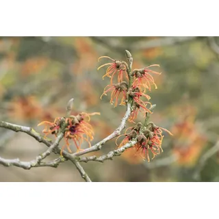 Pflanzen Für Dich Hamamelis intermedia Jelena Zaubernuss Kupferorange Ca. 12 cm Topf