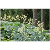 Pflanzen Für Dich Thalictrum flavum ssp. glaucum, gelb, ca.