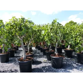 grünwaren Feigenbaum 100 cm - hell UND dunkel - in 1 Topf, Obstbaum, winterhart, Ficus Carica, Feige