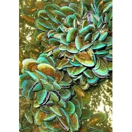 Kräuterhaus Sanct Bernhard Grünlippmuschel Kapseln 340 St.