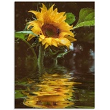 Artland Glasbild »Sonnenblume mit Wasserspiegelung«, Blumen, (1 St.), gelb