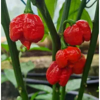 Deine Gartenwelt Chili Trinidad Moruga Scorpion Samen