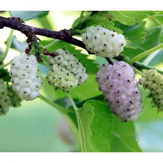 Maulbeere Rot Weiß Schwarz Pflanze Ab Frucht Von 3 Jahre 150 CM Foto Royaux (weiss)