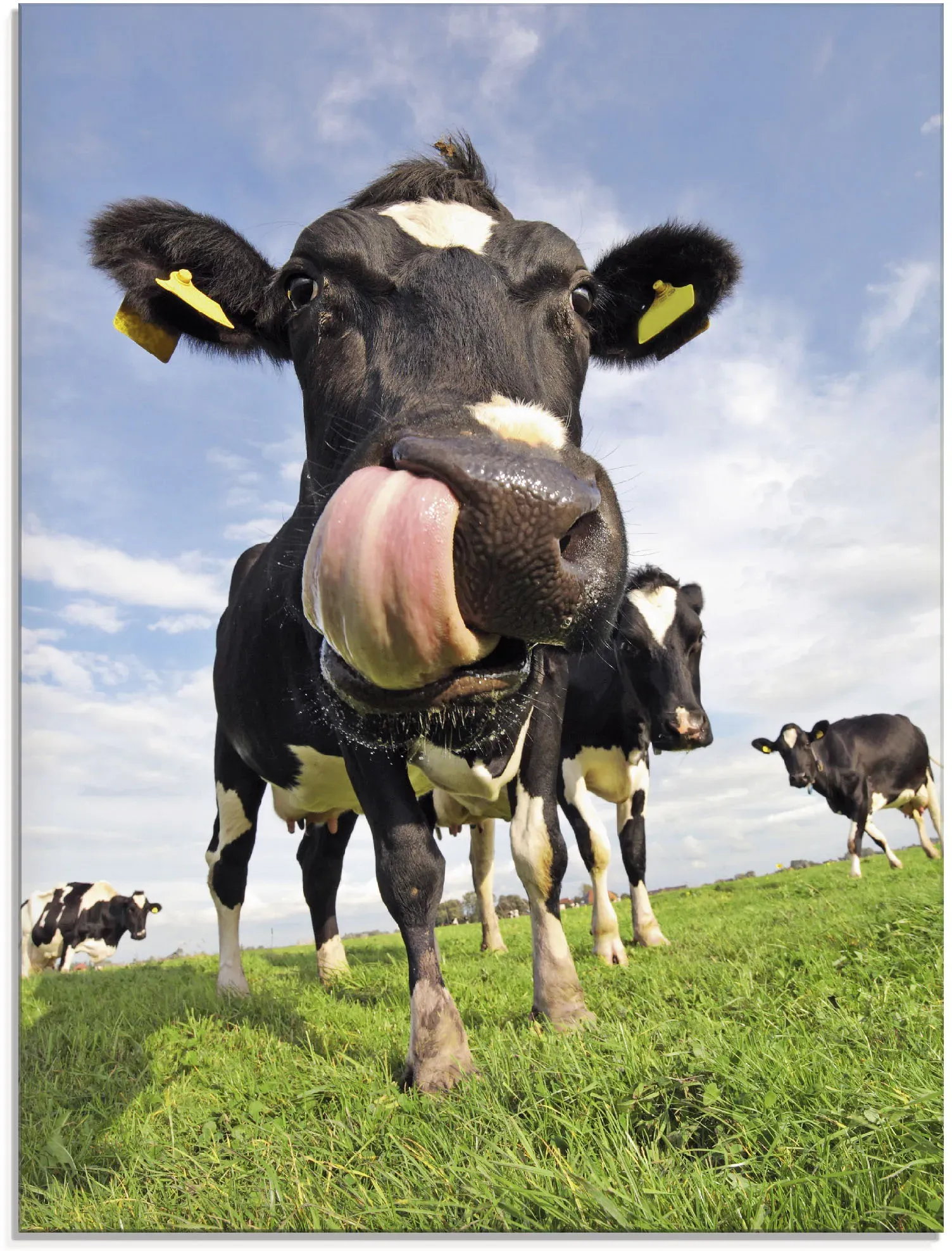 Artland Glasbild »Holstein-Kuh mit gewaltiger Zunge«, Haustiere, (1 St.), in verschiedenen Größen Artland blau