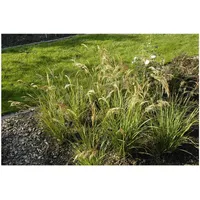 Pflanzen Für Dich Achnatherum calamagrostis Algäu Ziergras, ca. 9x9