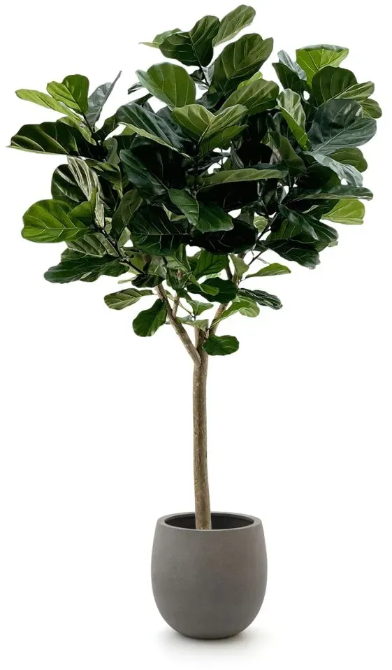 Designplants/Luca Lifestyle Lyrata Y Kunstbaum (h:220 cm) mit Grigio Balloon Blumentopf