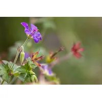 Pflanzen Für Dich Geranium wlassovianum, Storchschnabel, purpurrot, ca. 9x9