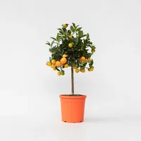 Plant in a Box - Orangenbaum - Citrus mitis