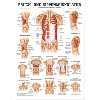 Bauch- und Rippenmuskulatur Mini-Poster Anatomie 34x24 cm med. Lehrmittel, Nicht Laminiert