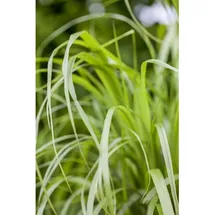 Pflanzen Für Dich Calamagrostis brachytricha Diamantgras Ca. 9x9 cm Topf Zierend