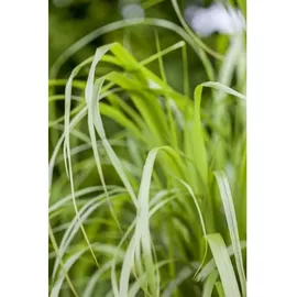 Pflanzen Für Dich Calamagrostis brachytricha Diamantgras Ca. 9x9 cm Topf Zierend