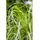 Pflanzen Für Dich Calamagrostis brachytricha Diamantgras Ca. 9x9 cm Topf Zierend