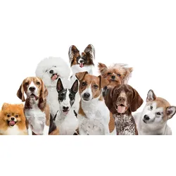 Fototapete PAPERMOON "hunde", bunt, B:3,50m L:2,60m, Vlies, Tapeten