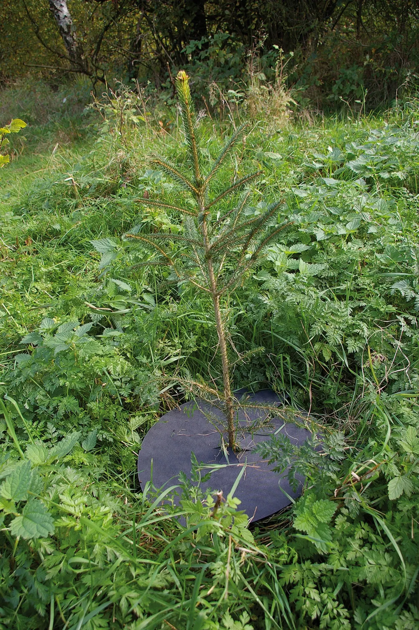 Texon 610 Mulchplatte
