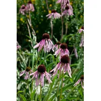 Pflanzen Für Dich Echinacea pallida, blassrosa, ca. 9x9 cm