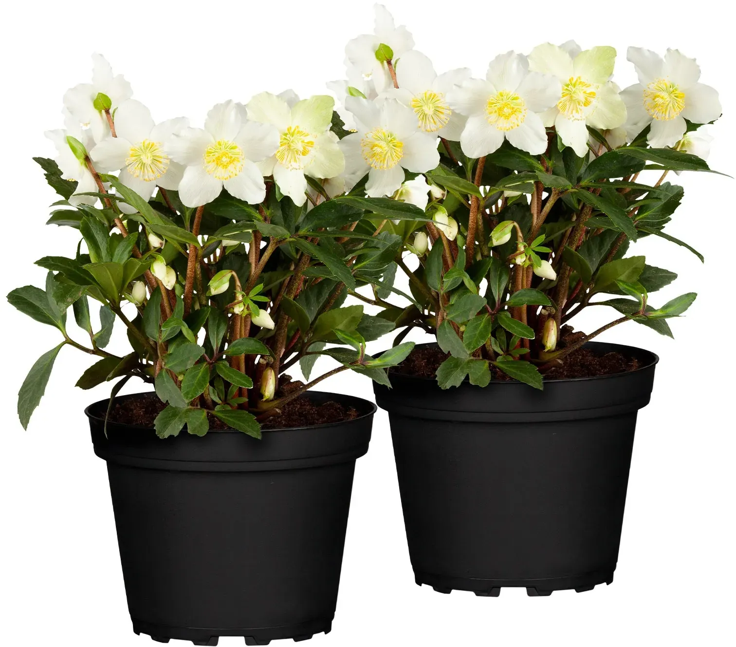 Christrose - Helleborus Niger Christmas Carol, Höhe ~ 30 cm, ,Ø 14 cm Topf, 2er Set