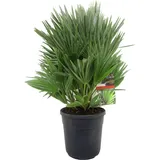 Plant in a Box, Pflanzen, Chamaerops 'Vulcano' - Vulkan Zwergpalme (45 cm)