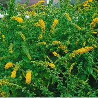 Pflanzen Für Dich Solidago sphacelata 'Golden Fleece', Goldrute, ca.