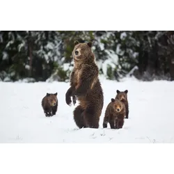 Fototapete PAPERMOON "GRIZZLEY BÄR-MIT JUNGEN WINTER NATUR WILDE TIERE WALD", bunt, B:3,00m L:2,23m, Vlies, Tapeten