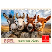 Calvendo Esel - neugierige Typen (Wandkalender 2026 DIN A4