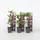 Plant in a Box - Citrus aurantifolia - Höhe 25-40cm - Topf 9cm
