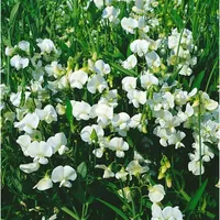 Pflanzen Für Dich Lathyrus latifolius 'Weiße Perle', Staudenwicke, weiß,