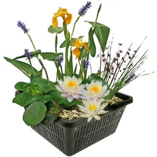 vdvelde.com - Mini Teichpflanzen Set Winterhart - Weiß - 1 Weiße Seerose und 3 Blühende Wasserpflanzen - inklusive Teichkorb, Lehm, Abdeckkies und Teichpflanzen Dünger - Van der Velde Wasserpflanzen